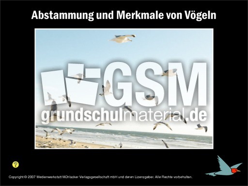 Voegel-Abstammung.pdf